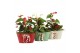 Arrangementen kamerplanten 61825: X-mas arrangement 2 pp 
