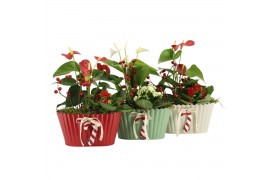 Arrangementen kamerplanten 61825: X-mas arrangement 2 pp