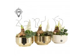 Arrangementen kamerplanten 61888: X-mas arrangement 2 pp