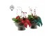 Arrangementen kamerplanten 61801: X-mas arrangement 2 pp 