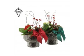 Arrangementen kamerplanten 61801: X-mas arrangement 2 pp