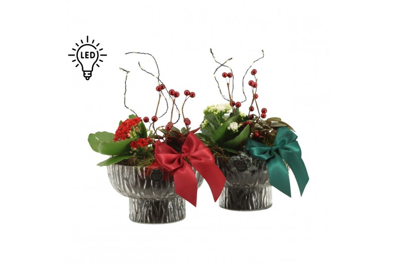 Arrangementen kamerplanten 61801: X-mas arrangement 2 pp Arrangementen kamerplanten 61801: X-mas arrangement 2 pp