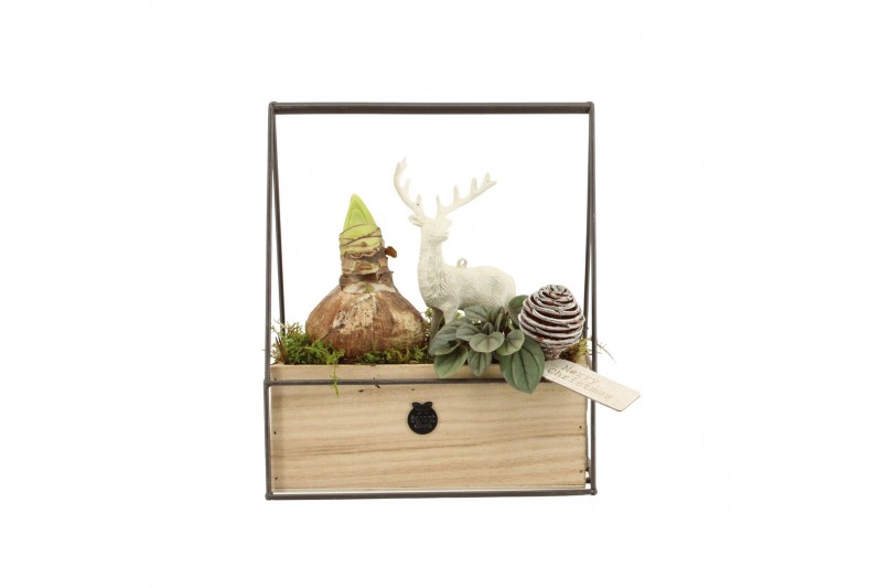 Arrangementen kamerplanten 61956: X-mas arrangement 2 pp Arrangementen kamerplanten 61956: X-mas arrangement 2 pp