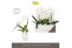 Phalaenopsis wit Formidablo - Niagara Falls - 1 tak, 12+ bloem - Abruz 