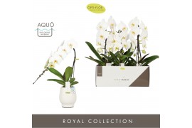 Phalaenopsis wit Formidablo - Niagara Falls - 1 tak, 12+ bloem - Abruz