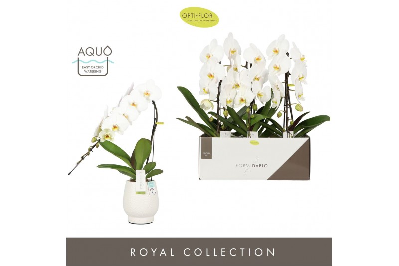 Phalaenopsis wit Formidablo - Niagara Falls - 1 tak, 12+ bloem - Abruz 