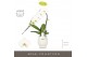 Phalaenopsis wit Formidablo - Niagara Falls - 1 tak, 12+ bloem - Abruz 