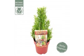 Rosmarinus officinalis christmas tree