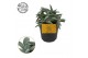 Crassula kraaiepootje kraaienpootje 