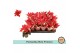 Euphorbia pul. primero glitter + Hoes 