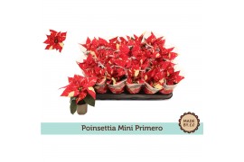 Euphorbia pul. primero glitter + Hoes