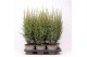 Juniperus comm. arnold 