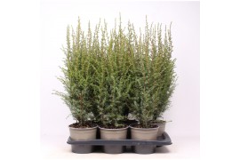 Juniperus comm. arnold