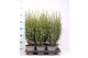 Juniperus comm. arnold 