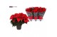 Euphorbia pul. christmas eve 6+ Bloem 