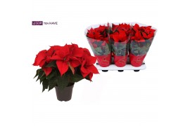 Euphorbia pul. christmas eve 6+ Bloem