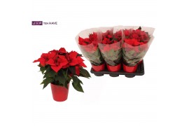 Euphorbia pul. christmas eve 6+ Bloem, Rood Keramiek