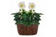 Helleborus niger christmas carol Boomschors keramiek 