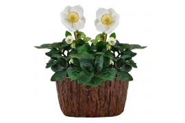 Helleborus niger christmas carol Boomschors keramiek