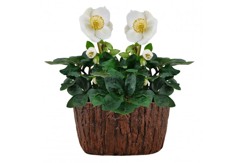 Helleborus niger christmas carol Boomschors keramiek Helleborus niger christmas carol Boomschors keramiek