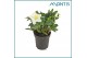 Helleborus niger christmas carol Medium 