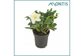 Helleborus niger christmas carol Medium