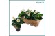 Helleborus niger christmas carol XXL 