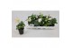 Helleborus niger christmas carol Large 