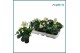 Helleborus niger christmas carol Large 
