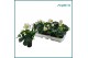 Helleborus niger christmas carol XL 