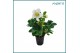 Helleborus niger christmas carol XXL 
