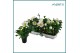Helleborus niger christmas carol XXL 