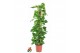 Epipremnum aureum Mosstok 