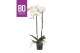Phalaenopsis wit BO - King White - 100cm - 2 tak, 13+ bloem 