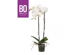 Phalaenopsis wit BO - King White - 100cm - 2 tak, 13+ bloem