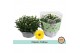 Chrysanthemum ind. tapas time classic yellow 