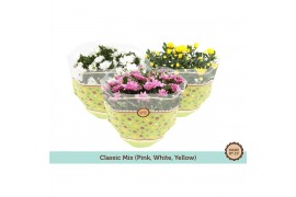 Chrysanthemum ind. mix