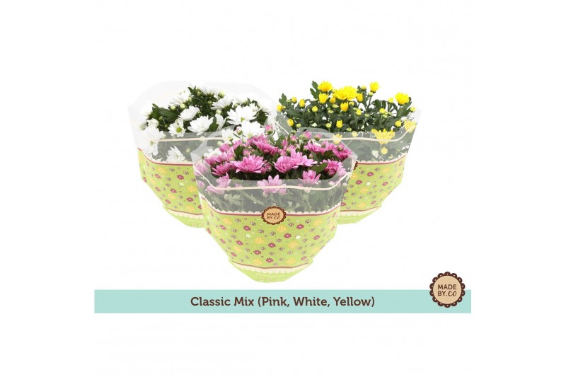 Chrysanthemum ind. mix 