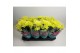 Chrysanthemum ind. anasai yellow 