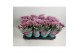 Chrysanthemum ind. anasai pink 