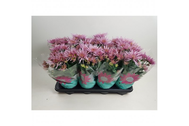 Chrysanthemum ind. anasai pink 
