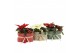 Arrangementen kamerplanten 61555: X-mas arrangement 2 pp 