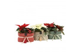 Arrangementen kamerplanten 61555: X-mas arrangement 2 pp