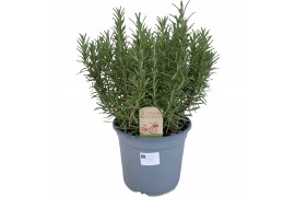 Rosmarinus officinalis