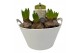 Arrangementen kerst 8pp - Wit - Plastic schaal outdoor 