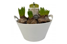 Arrangementen kerst 8pp - Wit - Plastic schaal outdoor