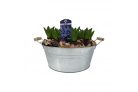 Arrangementen hyacinthus 10pp - Blauw - Zink rond groot