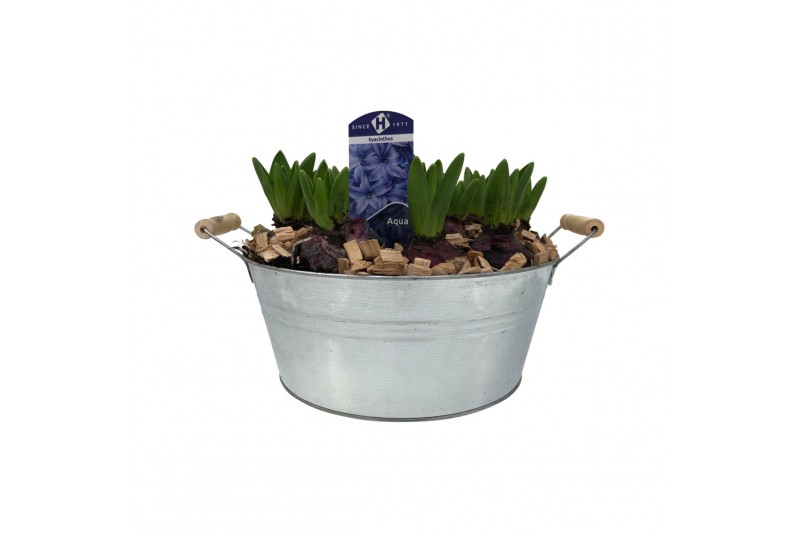 Arrangementen hyacinthus 10pp - Blauw - Zink rond groot 