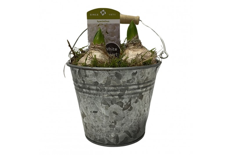 Arrangementen hyacinthus 3pp - Zinken emmer 
