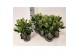 Skimmia japonica finchy 6+ bloem 